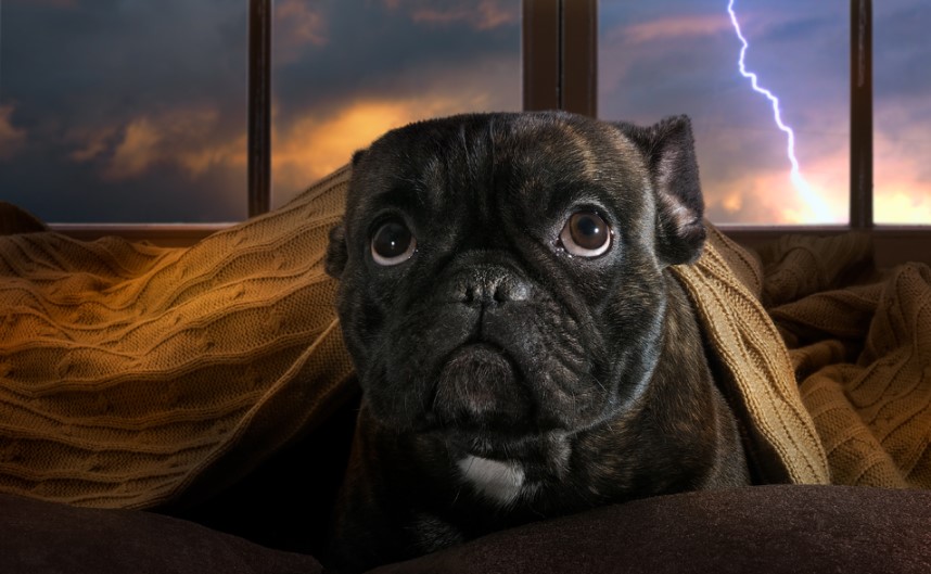 Storm-Ready Paws: Preparing Your Dog for Thunderous Weather